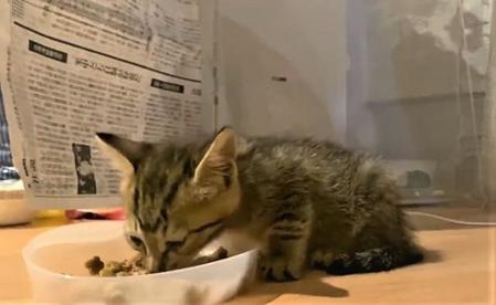 「ウマイ、ウマイ･･･」と言いながらご飯を食べる保護された子猫の動画がTwitter上で話題になった（「拾い猫るな」さん提供、Twitterよりキャプチャ撮影）