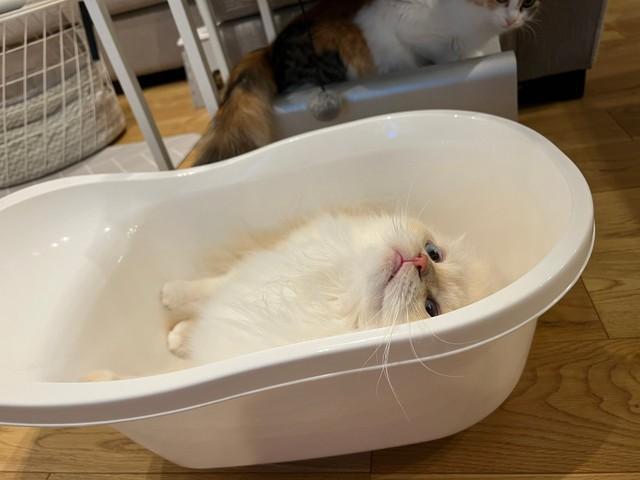 「赤ちゃん用のお風呂から出てこない」ベビーバスを気に入った猫が話題　「永遠の赤ちゃんw」「このまま猫沐浴を」