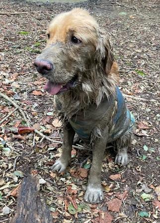 泥だらけで真っ黒になった大型犬がTwitter上で話題になった（提供写真）