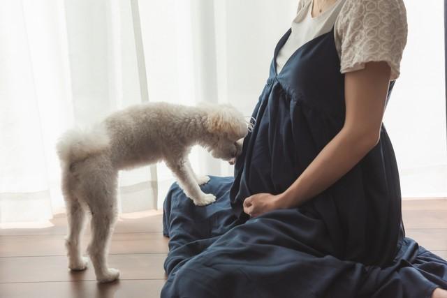 出産前後に犬を飼う→妊婦の精神安定に寄与　　孤独感を減らすペットの飼育　やっぱり犬は人間の友だった！