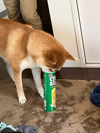 チップスターの空箱に口を突っ込む柴犬がTwitter上で話題を集めた（提供写真）