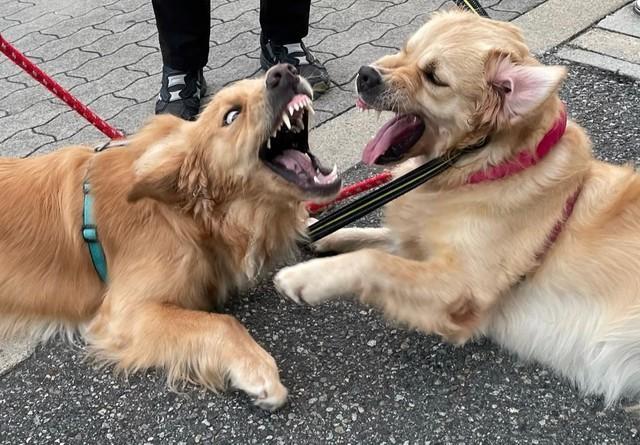 温厚な犬種、ゴールデンレトリバーのはずが･･･ムキ顔の犬2匹がTwitter上で話題に（提供写真）