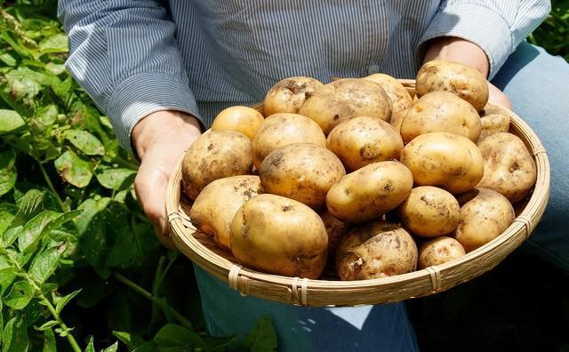 収穫したてのじゃがいも（ykokamoto/adobe.stock.com）