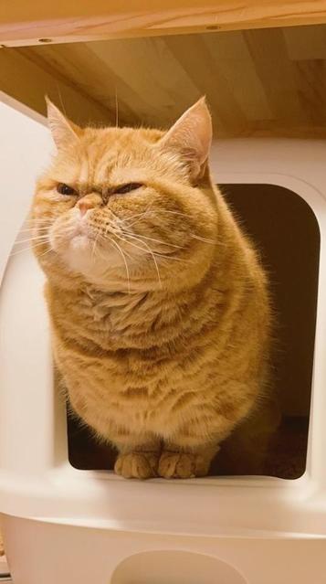 怒ってないニャ！キュンとなる猫のふんばり顔が話題　「かわいい」「こっちまで腹筋に力が入る」