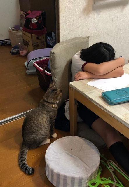 漢字の書き取りが分からず涙する末っ子さん　何も言わずに寄り添う猫さんにSNSが感動「優しさにもらい泣きしそう」