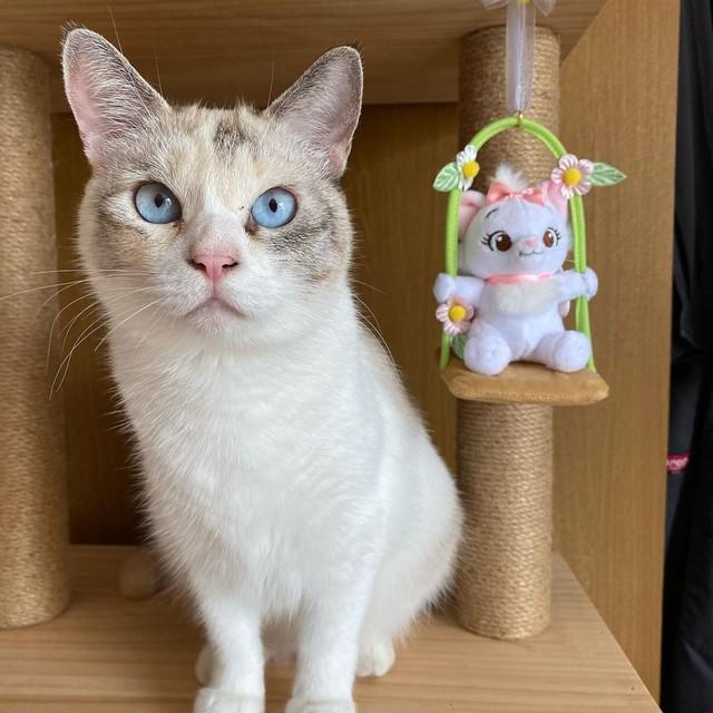 警戒心が強くて保護できなかった野良猫　大雨の日に近寄ってきて父にスリスリ「ペットロスだったけれど救われた」