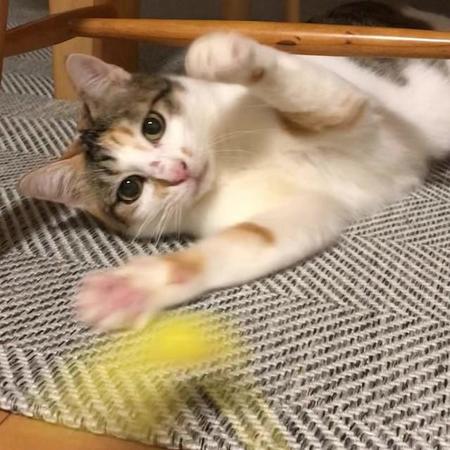 最初はおもちゃを威嚇していたが、今ではおもちゃが大好き