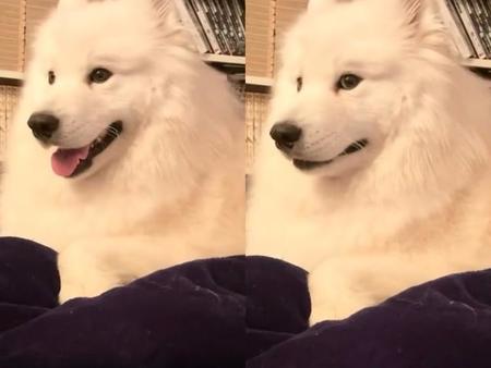 サモエドのソラン soran the samoyedさん（@samoedsoran）のTwitterより