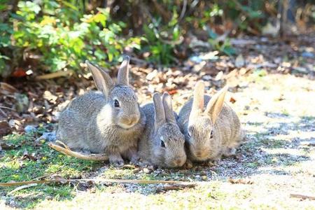 ３匹が密集する子ウサギ。えさを食べています。