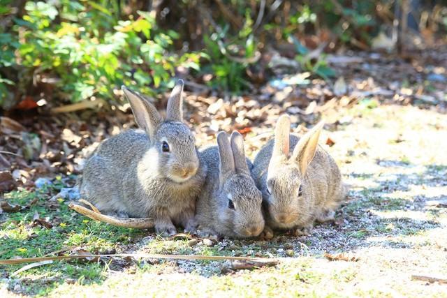 ウサギの島のウサギはどこに消えた？　新型コロナで観光客減、えさの量も減って…3年間で900匹→400匹ほどに