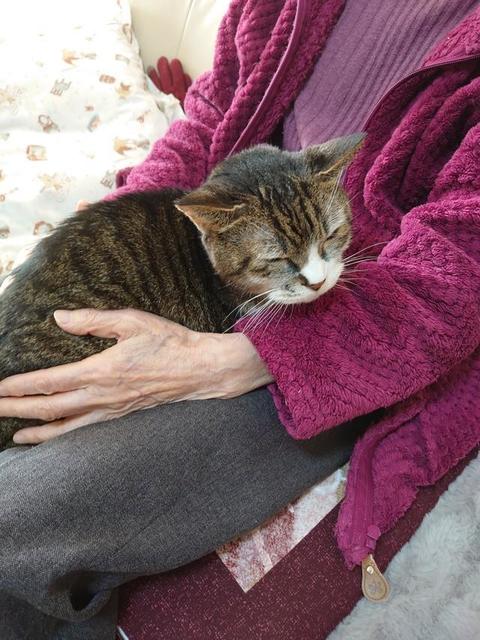 猫と脳梗塞で倒れたおばあさんとの幸せな時間　在りし日の猫との思い出写真に「心までポカポカだよ」