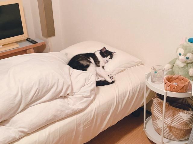 布団を干して寝具を洗ったベッドに一番乗り、自由気ままな猫さんが話題　「当然のように先に寝ていた」
