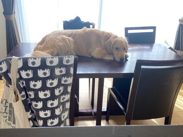 「最近、猫のまねをするから困ってる」テーブルの上でくつろぐ大型犬に驚き！　「ネコ科ぶってる」「学習能力が高い」