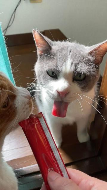 「なんで舌が四角なの？」元保護猫がペロペロ　おやつの順番待ちの時だけ「圧がスゴイ」