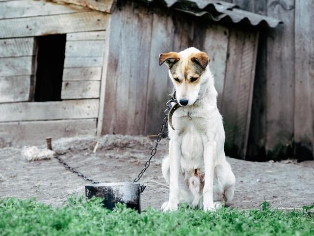 水やご飯ももらえず、痛ましい状況で飼われている犬…救助して「保護」したいけど大丈夫？【弁護士が解説】