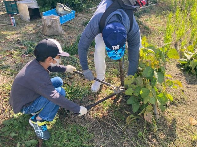 黒枝豆収穫、ボリュームに仰天　[ミチのムコウ」の新酒は「ユメノツヅキ」～鉄爺里山へ行く#6