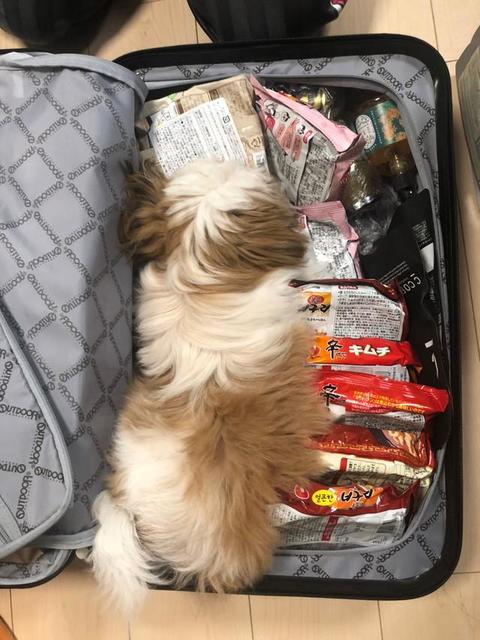 「あなたは行けないのよ…？」　荷物の入ったスーツケースの中でくつろぐシーズー犬「旅の支度は寝かせてから」