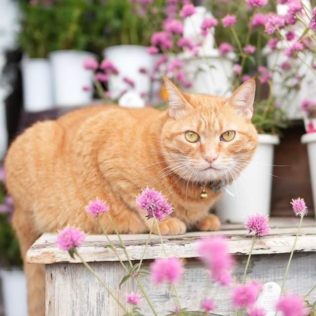 ２代目看板猫のはる