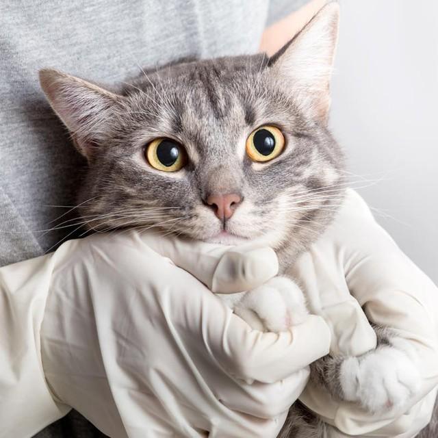 食欲もあって元気なのに、寝たきりに　原因不明・進行性の疾病に悩む猫の「リハビリケア」とは？