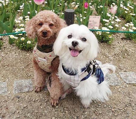 繁殖引退犬の元保護犬・まるちゃん（左）と、同じく保護犬で妹分のりさちゃん