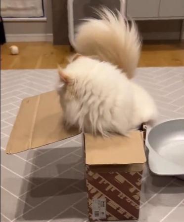 この小さな箱に入っていくのかと思いきや…猫はみんな液体じゃないのね＝ぽてこゆこめ+うなさん（@potechi_nikki）のTwitterより