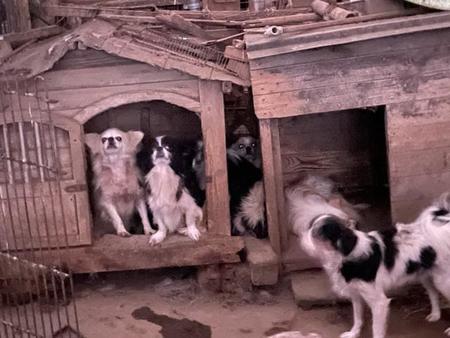 神奈川県・県央地区の民家で犬猫が増えすぎて、飼い主が適切に飼育できなくなる「多頭飼育崩壊」が発覚。犬猫150匹を超える（たんぽぽの里さん提供）
