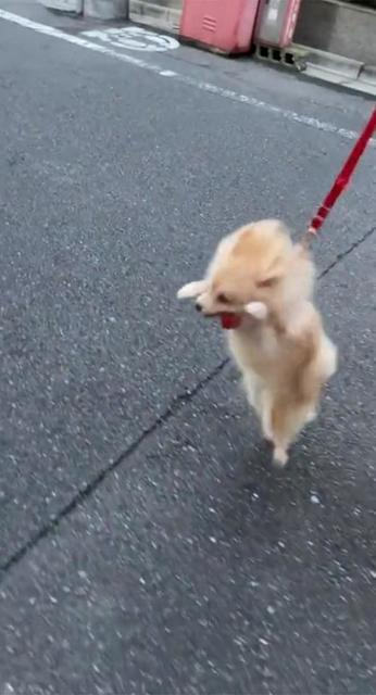 「喜びの舞が止まらない」子犬　雨上がり3日ぶりのお散歩ではしゃぐ姿に反響「空に飛んでいきそう」