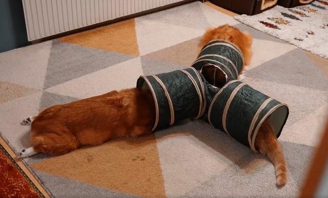 ちい むう ととろさん（@muchi21067312）のTwitterより