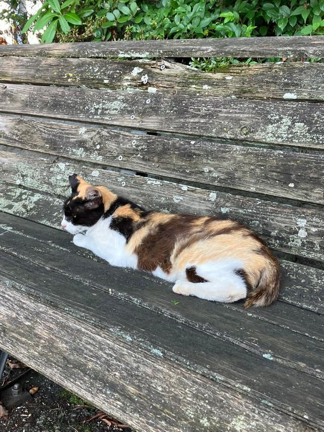 保護され、幸せをつかんだ三毛猫ちゃん（Yurikoさん提供）