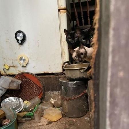 室内はゴミと糞尿だらけ「多頭飼育崩壊」の現場に慄然　老人の孤独死で取り残された約20匹の猫たちをレスキュー