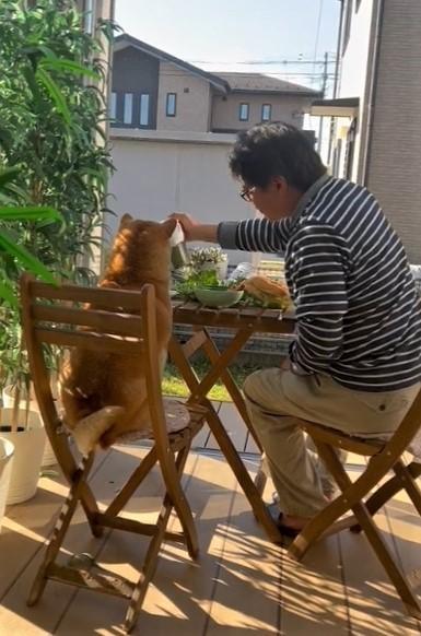 「これは愛犬…じゃなくて愛人」お庭のテーブルで男性に寄り添うのは…モフモフの柴犬！動画が話題に