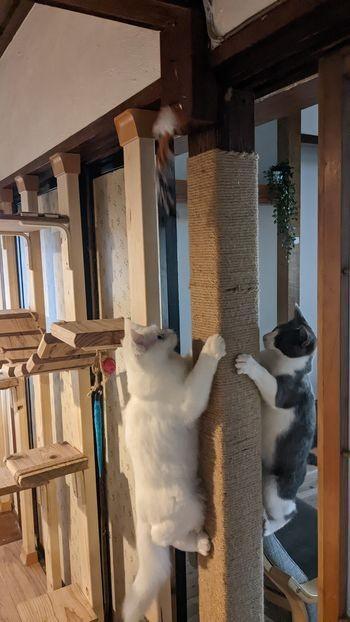 家の柱に麻ひもを巻き付けたら猫さん大喜びの木登りポールに！ 1カ月後も緩みなし…巻き方のコツを聞いてみた
