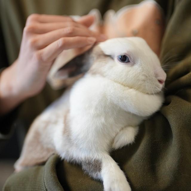 新しい飼い主を待つウサギ