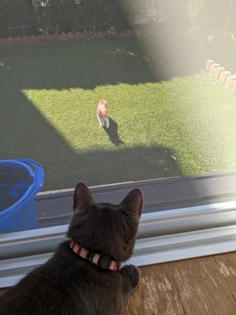 「どうしたらいいんだろ」庭に迷い込んできた子猫　飼い猫も窓から見つめて…「猫好きの家を猫は知っている」