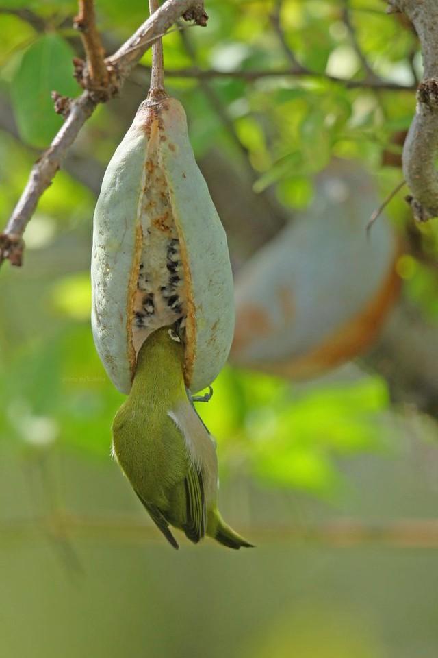 「メジロを食べるアケビ」だと！？（画像提供：K.Akitaさん）