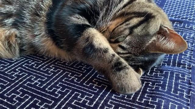 寝たふり バレてないニャ オヤツおねだり失敗でふて寝する猫 この後どうした オヤツくれるまで遊んでやらないニャ ライフ 社会総合 デイリースポーツ Online