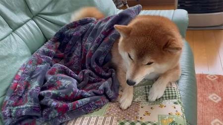 家族の帰宅、隠し切れない喜びにシッポをぶんぶん振る柴犬さん（画像提供：柴犬ハルさん）