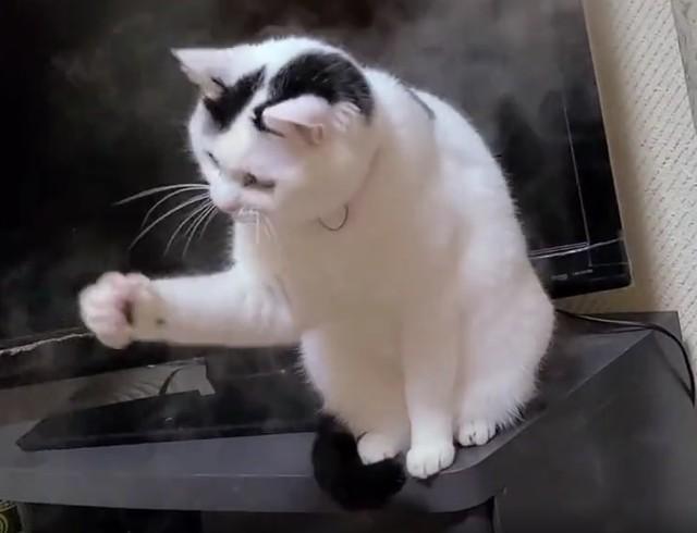 「ごめんな、つかめないんだよ」加湿器の蒸気を食べようとする猫ちゃん動画が44万回再生「見入ってしまった」