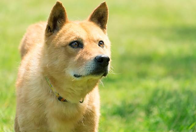 「災害救助犬」として活躍した元野犬・夢之丞