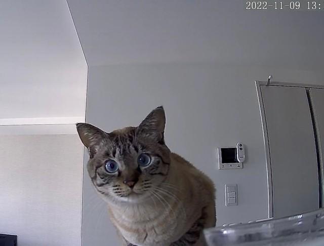 そこにいるのは分かっているニャ、見守りカメラにエサの補充を訴える猫が話題　「控えめに圧」「なんて賢い」