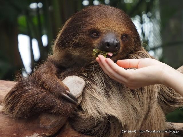飼育スタッフから手渡しでエサをもらう様子も観察できます