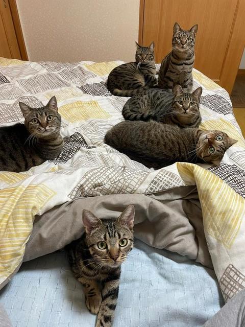 「寝る場所がなくなる季節がやってきた」ベッドを占拠するキジトラ猫たちに悶絶♡　「キジレンジャー集合にゃ」「床かソファで寝るしかない」