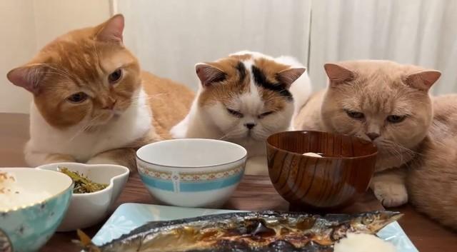 「夕飯の魚を狙う猫たち」サンマにクギ付け、ゴロゴロいうモフモフ猫に爆笑　「衆人ならぬ衆猫環視の中・・・食べづらい」