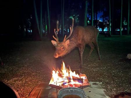 全く火を怖がらず、まるで暖を取るような鹿。＝鉄男@NIKEN&SEROWさん（@ii_iron）提供