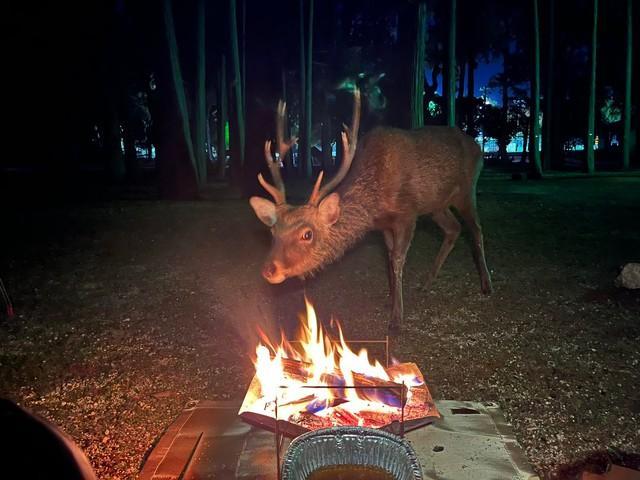 お前も暖を取るんか～い、鹿が火を恐れず焚き火に“最接近”　「こりゃ怖い」「餌付けされてるのでは」