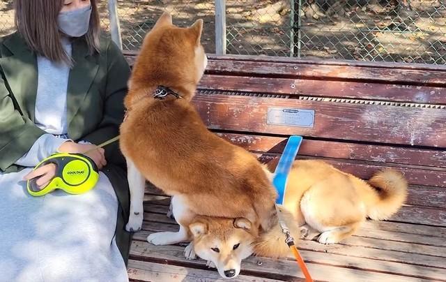 柴犬をベンチ代わりに腰掛ける柴犬が話題に（「シヴァ犬こむぎっす　豆シヴァわらび」さん提供、Twitterよりキャプチャ撮影）