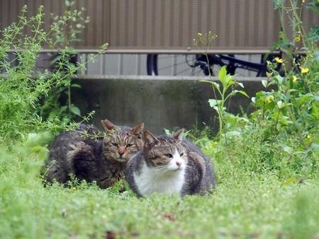 公園で仲良くしているダミーちゃん（左）とりんちゃん