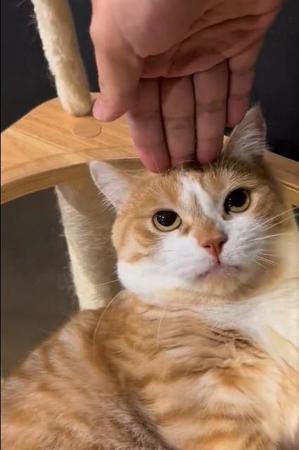 頭上に指先を乗せられ激オコの猫の動画が話題に（虎太郎さん提供、Twitterよりキャプチャ撮影）