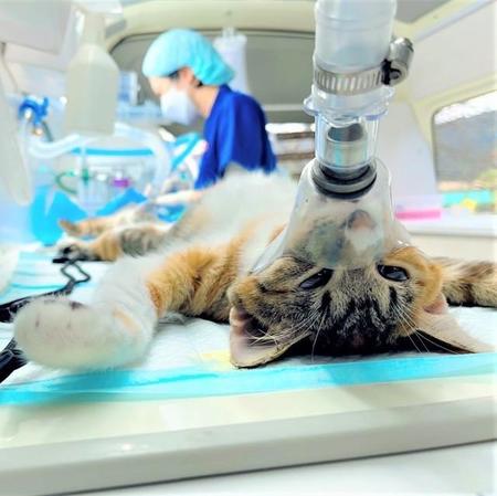 手術車両の中で去勢・避妊手術が行われます。猫たちの負担にならないよう細心の注意を払いながら