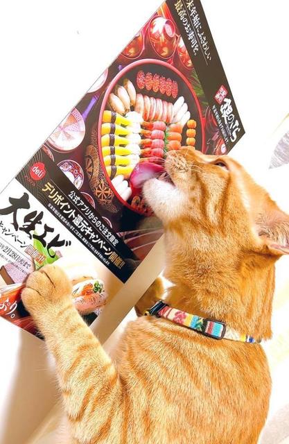 「ウソでしょ！？」ポスターのお寿司をペロペロする猫さんに爆笑　「相当食べたかったんですね」…そのわけは？